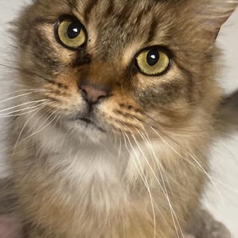Latrobe Animal Clinic - Veterinarians Near Me - Latrobe, Pennsylvania Latrobe Animal Clinic - Veterinarians Near Me - Latrobe, Pennsylvania