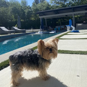 Bubbles Pet Spa - Before taking my baby to get groomed - Pet Groomers Near Me - Encino, California Bubbles Pet Spa - Before taking my baby to get groomed - Pet Groomers Near Me - Encino, California