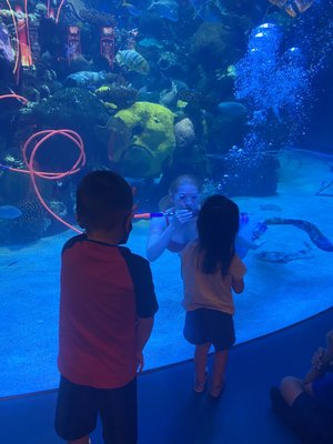 The Aquarium at Silverton Casino by null