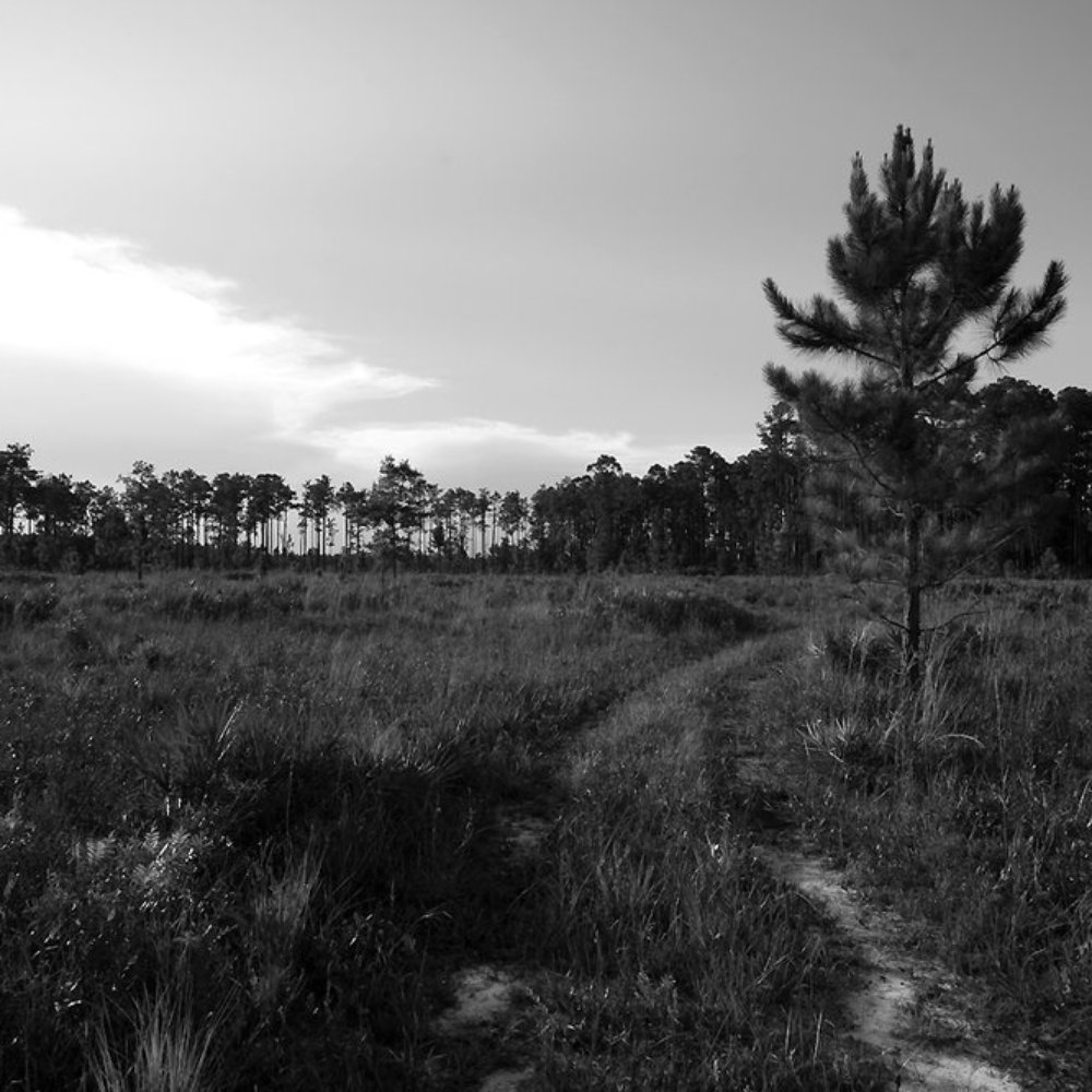 Longleaf Flatwoods Reserve - Trail in the Longleaf Flatwoods Reserve - Parks Near Me - Hawthorne, Florida Longleaf Flatwoods Reserve - Trail in the Longleaf Flatwoods Reserve - Parks Near Me - Hawthorne, Florida