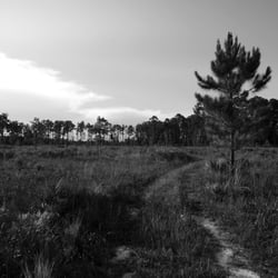 Longleaf Flatwoods Reserve - Trail in the Longleaf Flatwoods Reserve