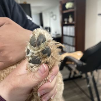 PetSmart - They didn't even cut her hair right.. - Pet Groomers Near Me - Brighton, Colorado PetSmart - They didn't even cut her hair right.. - Pet Groomers Near Me - Brighton, Colorado