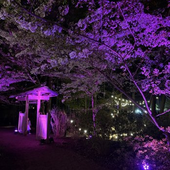 Red Wing Park - Cherry Blossom Festival 3/27/26 - Dog Parks Near Me - Virginia Beach, Virginia Red Wing Park - Cherry Blossom Festival 3/27/26 - Dog Parks Near Me - Virginia Beach, Virginia