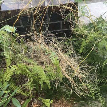 New Life Tree Service - Fern with dead fronds Overgrown on the walkway 2 feet from murdered ficus tree. - Tree Services Near Me New Life Tree Service - Fern with dead fronds Overgrown on the walkway 2 feet from murdered ficus tree. - Tree Services Near Me