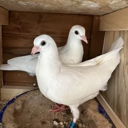 Broadway Pigeon & Pets Supplies