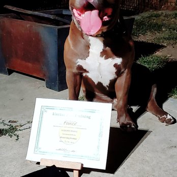 Master Dog Training - Our proud boy - Pet Training Near Me - Temple City, California