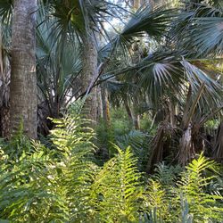 Lagoon Greenway - Beautiful native vegetation
