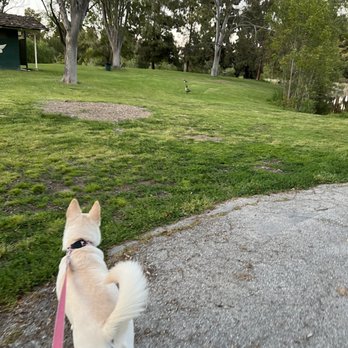 El Dorado Dog Park - Dog and geese - Dog Parks Near Me - Long Beach, California El Dorado Dog Park - Dog and geese - Dog Parks Near Me - Long Beach, California