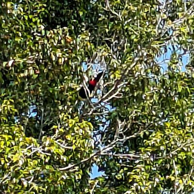 Palenque Temple of Inscriptions by null