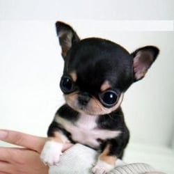 A pet friendly salon! YAY!
