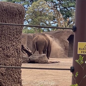 Honolulu Zoo - Oh here's she is again... SEE HER GLISTENING IN DIRT! - Zoos Near Me - Honolulu, Hawaii
