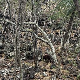Goats along the trail