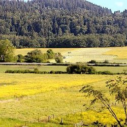 Forest Cattle - Our cattle are rotated frequently and enjoy luscious grass