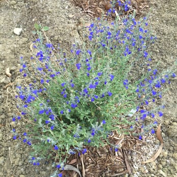 Matilija Nursery - Salvia Chamaedryoides. Blue Sage. - Nurseries & Gardening Near Me - Moorpark, California Matilija Nursery - Salvia Chamaedryoides. Blue Sage. - Nurseries & Gardening Near Me - Moorpark, California