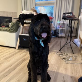 The Rich Groomer - Pepper dog pals - Pet Groomers Near Me - Sacramento, California