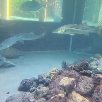 Gumbo Limbo Nature Center - Another tank - Parks Near Me - Boca Raton, Florida Gumbo Limbo Nature Center - Another tank - Parks Near Me - Boca Raton, Florida
