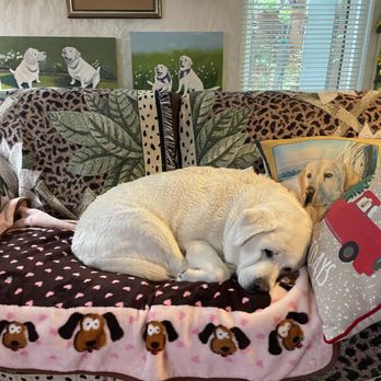 Matilija Veterinary Hospital - Dustie napping after bath day. - Veterinarians Near Me - Ojai, California Matilija Veterinary Hospital - Dustie napping after bath day. - Veterinarians Near Me - Ojai, California