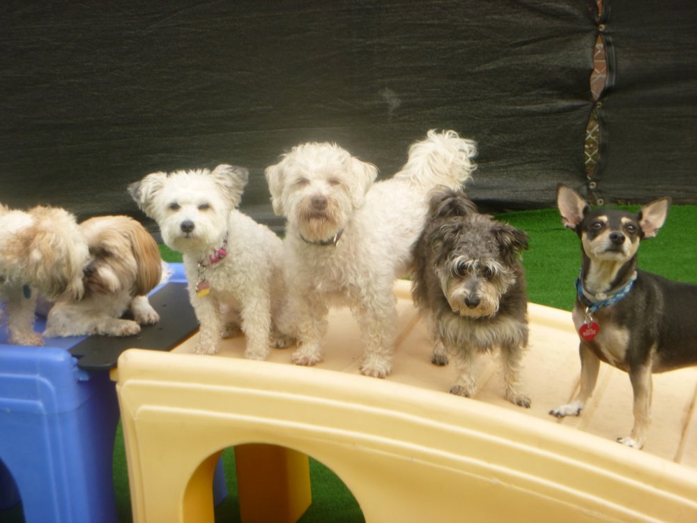 Sheldegren Pet Resort & Salon Image