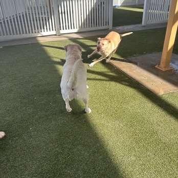 St Marks Dog Resort - Pet Boarding Near Me - Rancho Cucamonga, California