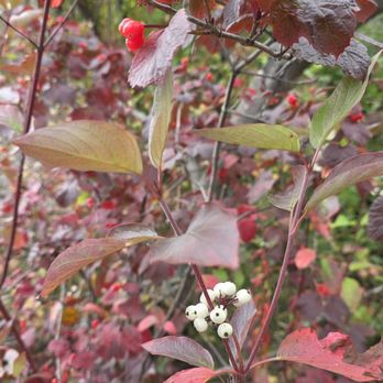 Matanuska River Park - Edible highbush cranberries and poisonous baneberries - RV Parks Near Me - Palmer, Alaska