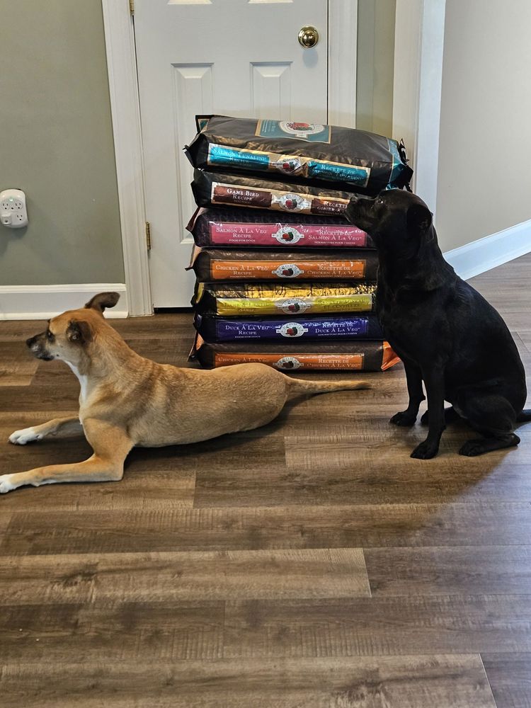 GOOD DOG ROCKY Updated September 2024 34 Photos & 16 Reviews