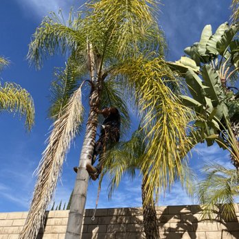 Romero trees and landscape - a man climbing a palm tree - Tree Services Near Me Romero trees and landscape - a man climbing a palm tree - Tree Services Near Me