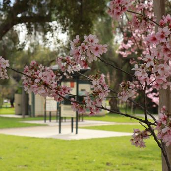 Schabarum Regional Park - Cherry trees by the fitness area - Parks Near Me - Rowland Heights, California Schabarum Regional Park - Cherry trees by the fitness area - Parks Near Me - Rowland Heights, California