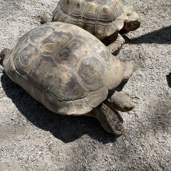 Southwick's Zoo - Giant tortoises - Amusement Parks Near Me - Mendon, Massachusetts