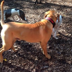 Sweat Mountain Dog Park