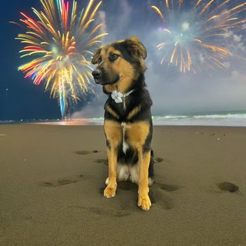 Lake Norman Dog Grooming Studio: Pamper Your Pup Today