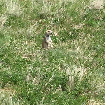 Devils Tower KOA - Prairie dogs from prairie dog town - Campgrounds Near Me - Devils Tower, Wyoming