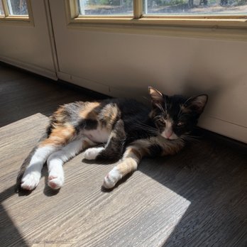 Cat & Craft - Aubree! - Coffee & Tea Near Me - Vista, California Cat & Craft - Aubree! - Coffee & Tea Near Me - Vista, California
