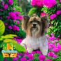 Photo of West Coast Diva Pupz Grooming