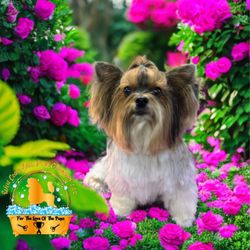 West Coast Diva Pupz Grooming - Dusty paws got all cleaned up for his road trip with Mom and Dad.
