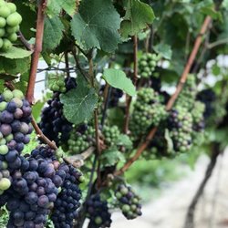 Winery Guys Tours - Full, ripe grapes just as they are ready for harvest.