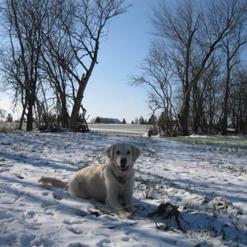 The Loose Leash - Bogie loving the snow - Dog Walkers Near Me The Loose Leash - Bogie loving the snow - Dog Walkers Near Me