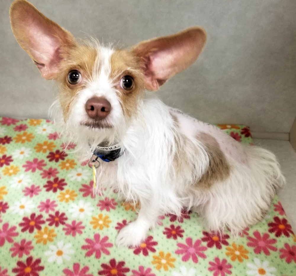 VETERINARY REFERRAL & CRITICAL CARE 30 Photos & 53 Reviews 1596