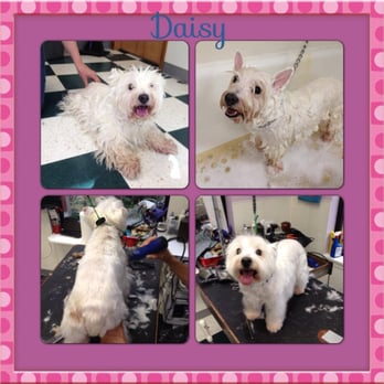 Eva's Doggery - Pet Groomers Near Me - Wilsonville, Oregon Eva's Doggery - Pet Groomers Near Me - Wilsonville, Oregon
