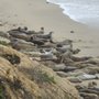 Photo of Fitzgerald Marine Reserve Sealsitters