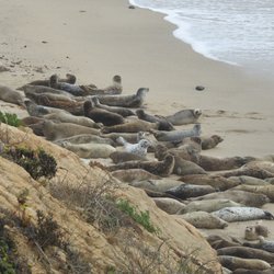 Fitzgerald Marine Reserve Sealsitters - Harbor seals on the main beach (taken with a zoom lens from over 300 feet away)