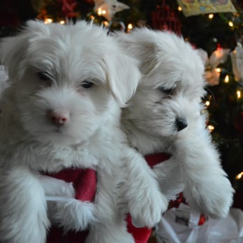 Carlsbad Cotons - My puppies! - Pet Breeders Near Me Carlsbad Cotons - My puppies! - Pet Breeders Near Me