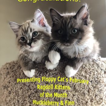 Ragdoll Ranch - Prize winning kittens - Pet Breeders Near Me - Reno, Nevada Ragdoll Ranch - Prize winning kittens - Pet Breeders Near Me - Reno, Nevada