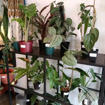 The Plant Shop - Nurseries & Gardening Near Me - Jackson, Tennessee The Plant Shop - Nurseries & Gardening Near Me - Jackson, Tennessee