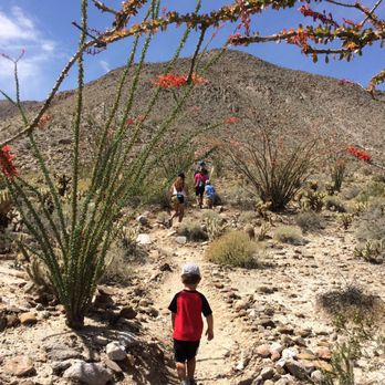 Agua Caliente Park - This was a different trail, short but more cacti along the narrow walking path. - Campgrounds Near Me - Julian, California