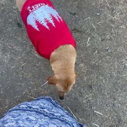 Pinery Christmas Trees - Cute pup