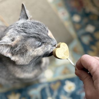 Rescue Sitters - Chicky enjoying a special snack her sitter brought for her - Pet Sitting Near Me - Chicago, Illinois Rescue Sitters - Chicky enjoying a special snack her sitter brought for her - Pet Sitting Near Me - Chicago, Illinois