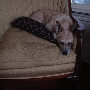 Bill Foundation - Bentley my gift from the Bill Foundation. - Animal Shelters Near Me