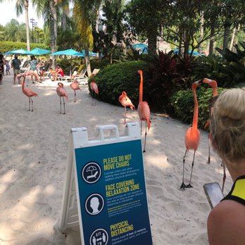 Discovery Cove - Flamingos - Amusement Parks Near Me - Orlando, Florida