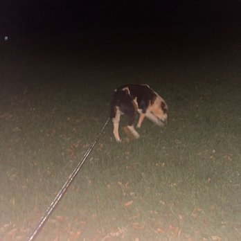 McDonald's - a dog on a leash in the dark - Burgers Near Me - Thomaston, Georgia McDonald's - a dog on a leash in the dark - Burgers Near Me - Thomaston, Georgia