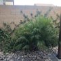 Photo of Delfino Lawn Service & Landscaping